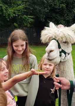 Alpaca visits to school kids feeding the alpaca